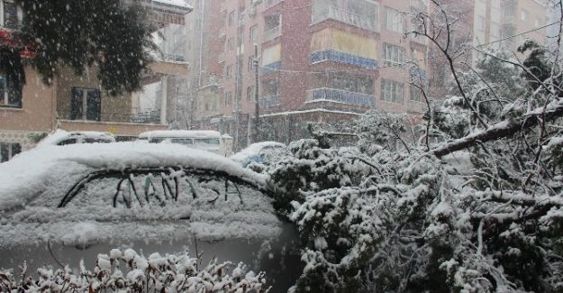 Manisa’da 50 yıllık ağaç karın ağırlığına dayanamayarak devrildi