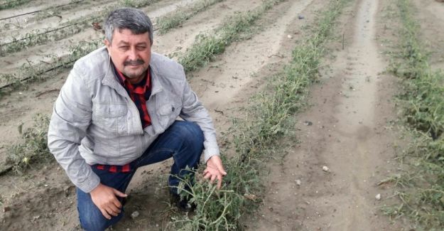 Dolu, üzüm bağlarını ve domates bahçelerini vurdu