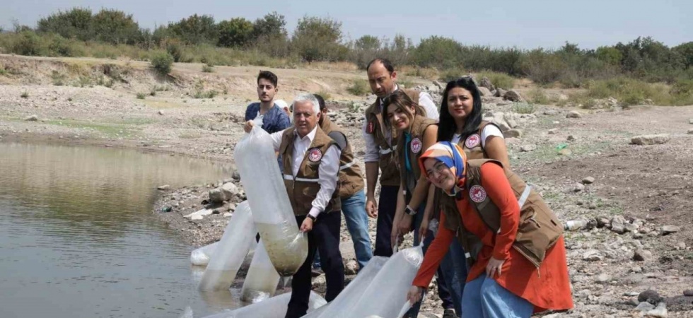 Manisa’da 890 bin sazan suyla buluştu