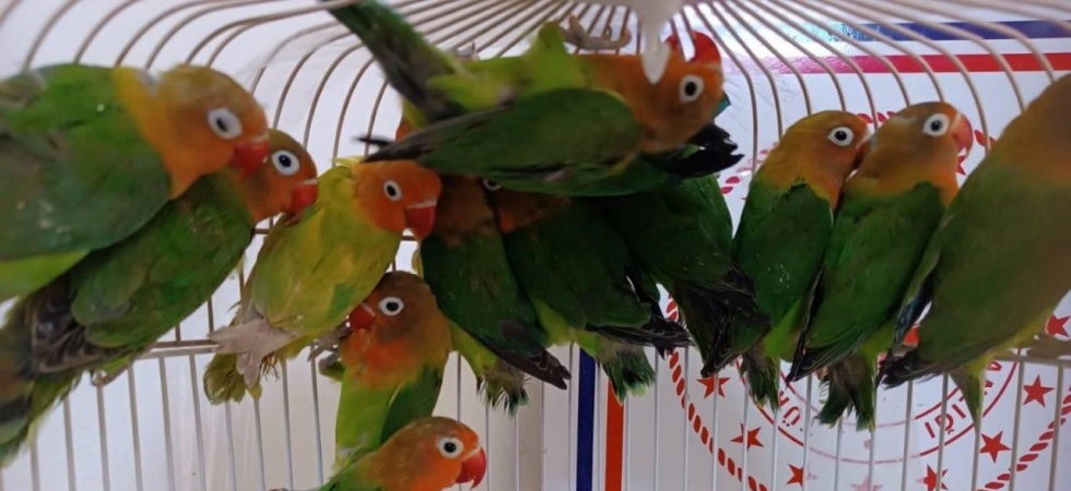 Manisa’da satışı yasak papağan ele geçirildi