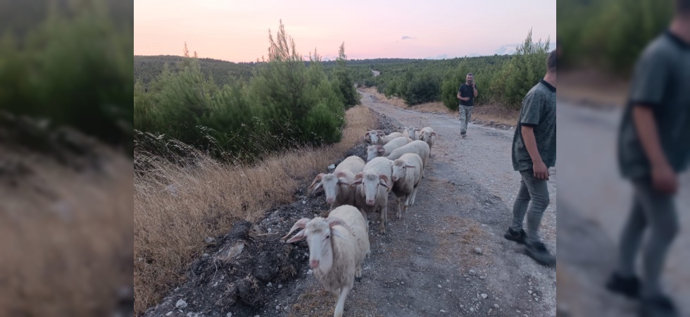 Kayıp koyunlar 12 saat sonra bulundu