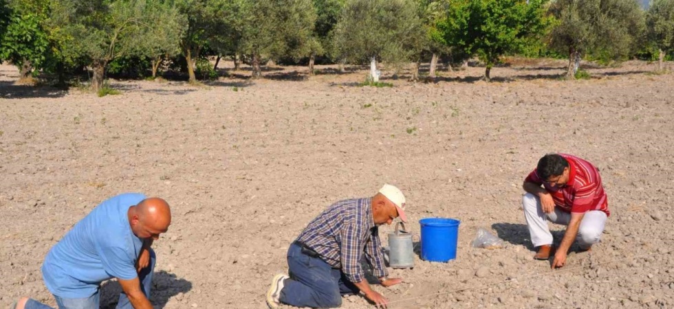 Kırkağaç kavununda ekim yapıldı, hasat ağustosta