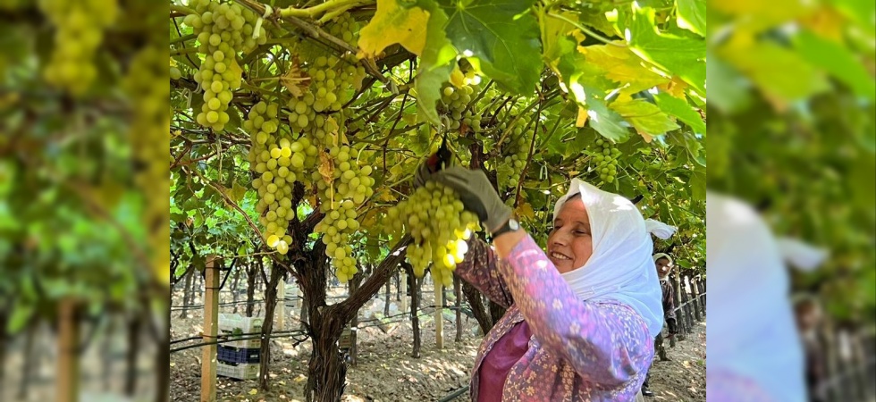 Sarıgöl’de üzüm hasadı başladı