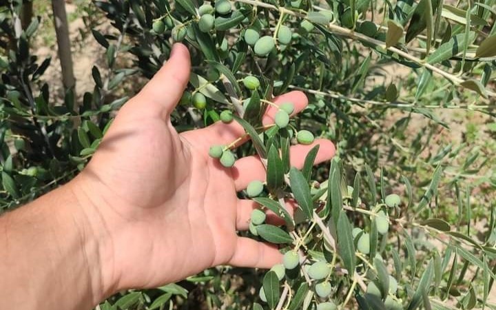 Sarıgöllü genç girişimci bodur zeytin türünü sevdirdi