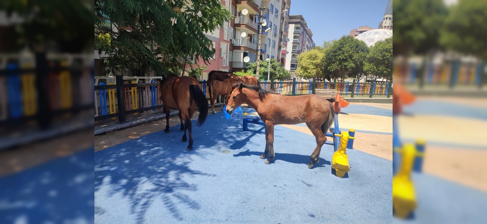 Yılkı atları çocuk parkını sevdi