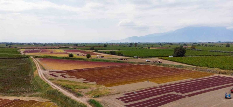 TARİŞ üzüm fiyatlarını açıkladı