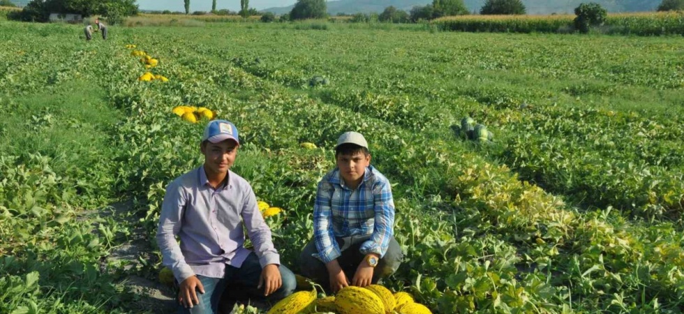 Kırkağaç kavununda ilk hasat yapıldı