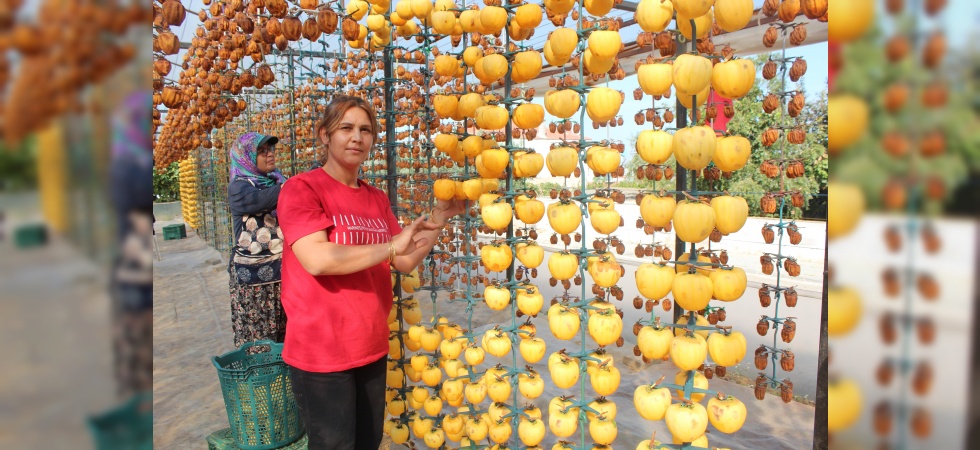 Manisa’da şifa kaynağı cennet hurmasına talep artıyor