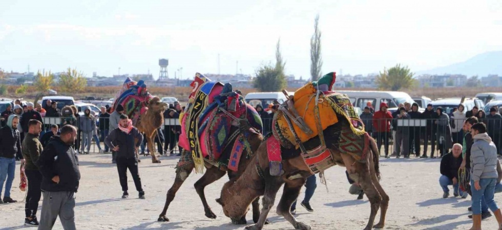 Saruhanlı’da deve güreşleri festivaline büyük ilgi