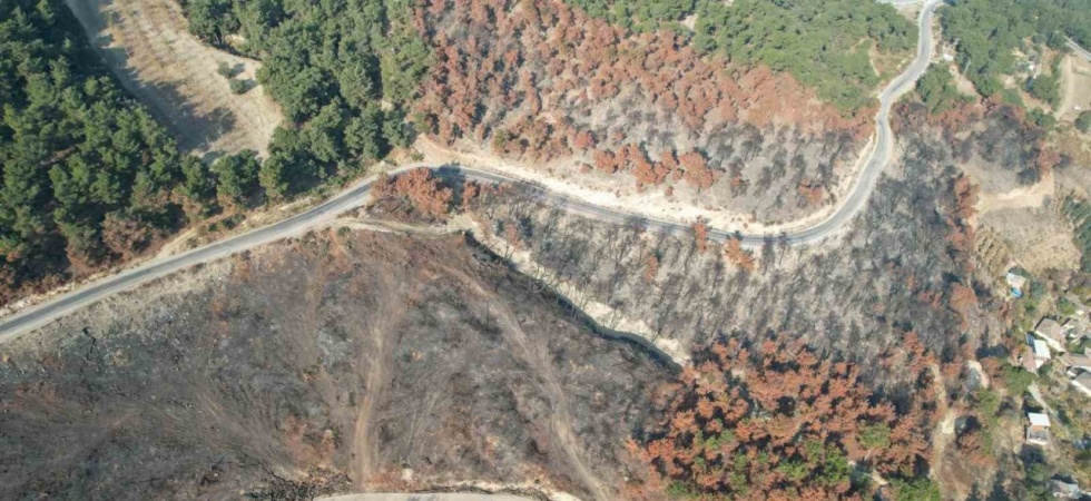 Yanan alanlar yeniden yeşillendiriliyor