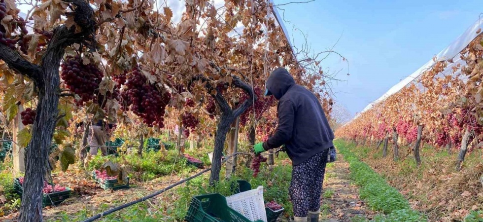 Kış geldi Sarıgöl’de üzüm hasadı devam ediyor