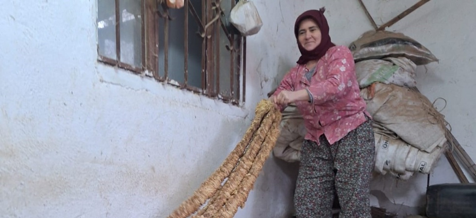 Manisalı kadın üretici organik tütün yetiştirmeye devam ediyor