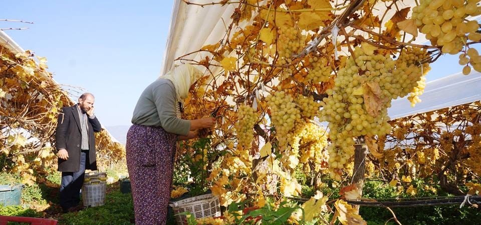 Yeni yılın ilk sofralarını Manisa’nın üzümü tatlandıracak