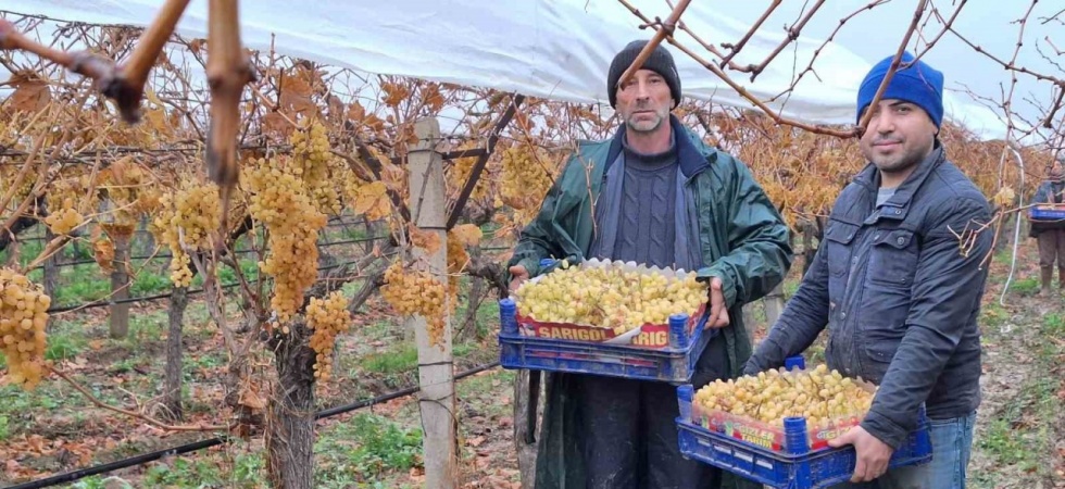 Yılbaşı üzümleri yola çıktı