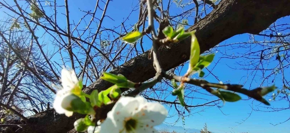 Manisa’ya yalancı bahar geldi ağaçlar çiçek açtı