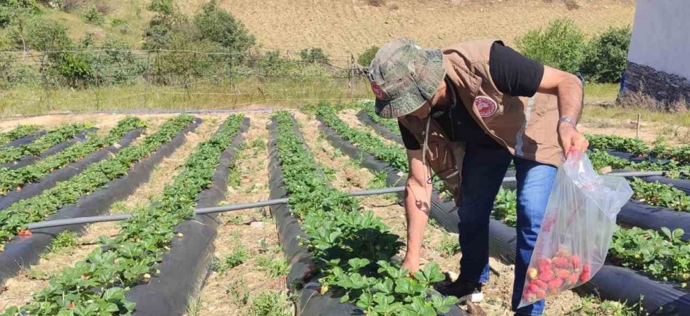 Manisa’da üreticilere yasaklı madde uyarısı