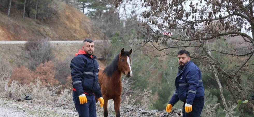 Şehzadeler Belediyesi’nden yılkı atlarına kış desteği