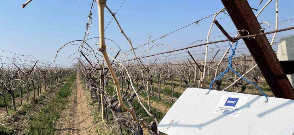 ’Salkım Güvesi’ kontrol tuzakları yerleştirilmeye başlandı