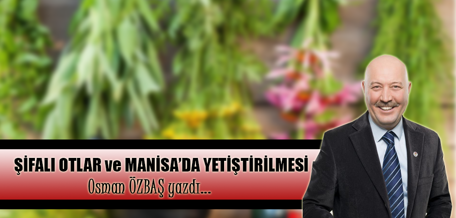 ŞİFALI OTLAR ve MANİSA’DA YETİŞTİRİLMESİ