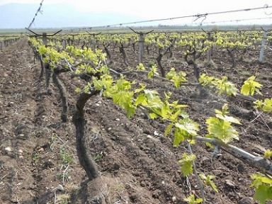  Şehzadeler'de Yeşil Budama Eğitimlerine Devam Ediyor