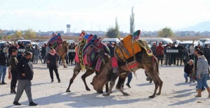 Saruhanlı’da deve güreşleri festivaline büyük ilgi