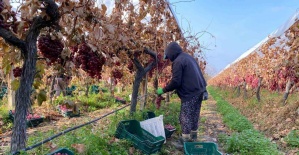 Kış geldi Sarıgöl’de üzüm hasadı devam ediyor