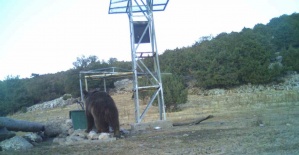 Manisa’da ilk kez boz ayı görüntülendi