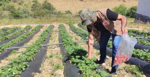 Manisa’da üreticilere yasaklı madde uyarısı