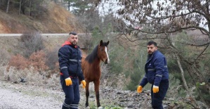 Şehzadeler Belediyesi’nden yılkı atlarına kış desteği