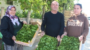 Üzümden önce yaprağı gelir kapısı oldu